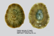 Patella caerulea